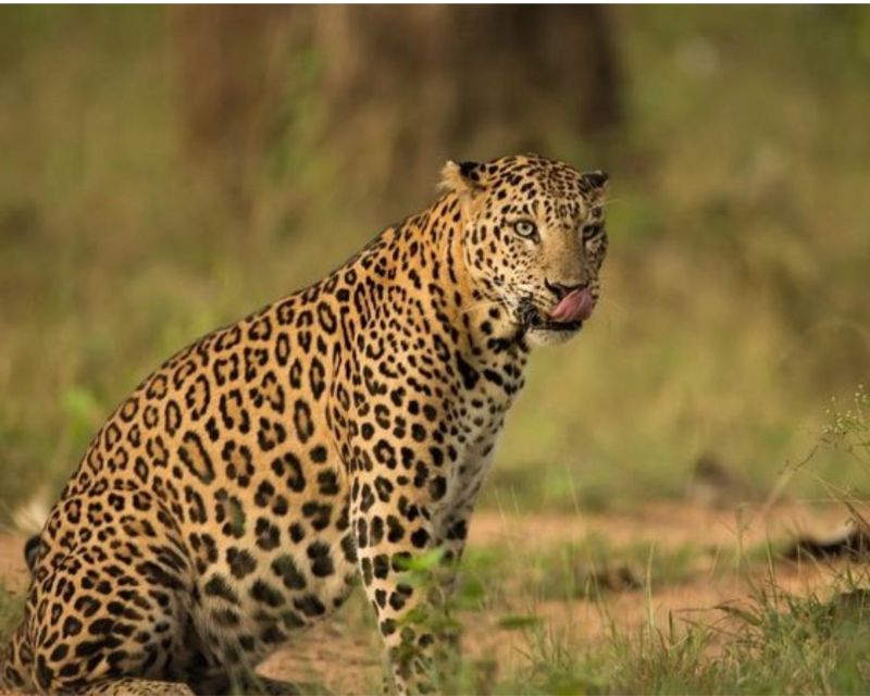 Jaipur: Private Jhalana Leopard Safari Tour - Directions