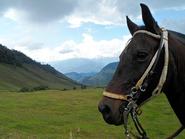 Jardín Coffee Lovers Private Tour With Waterfall Option From Medellín - Tour Highlights