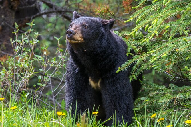 Jasper Evening Wildlife Tour - Wildlife and Guides