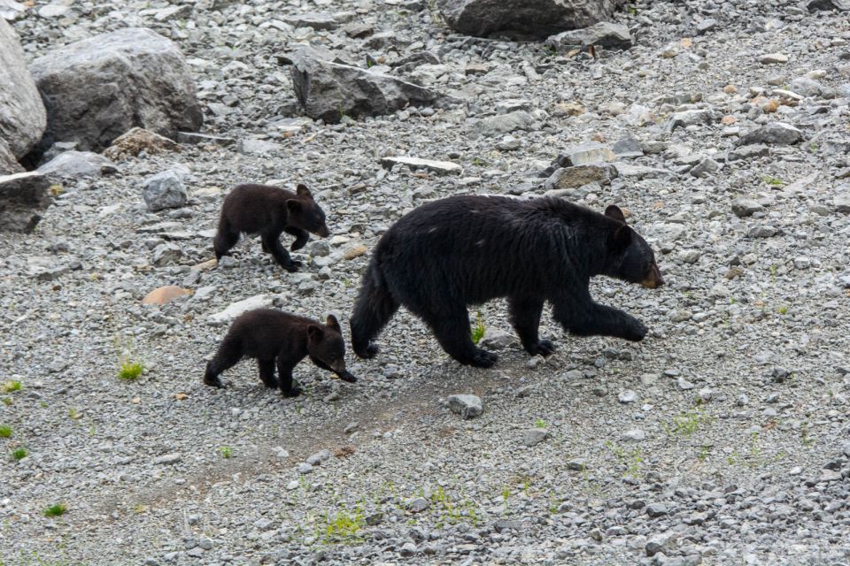 Jasper: Wildlife and Waterfalls Tour With Maligne Cruise - Review Feedback