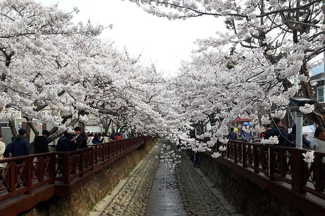 Jinhae Cherry Blossom and Busan Sunrise Tour From Seoul - Additional Information