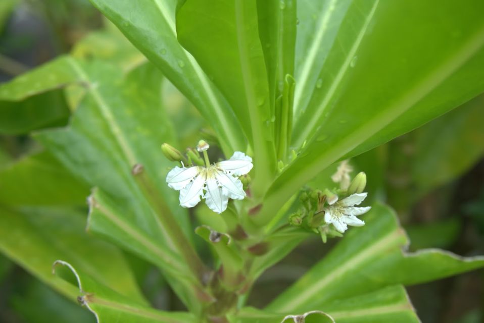 Johor: Riverside Garden Walking Tour With a Naturalist - Common questions