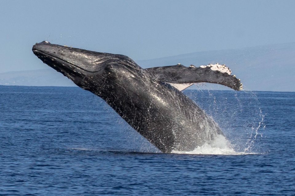 Kaanapali: Whale Watching Cruise With Open Bar - Additional Details