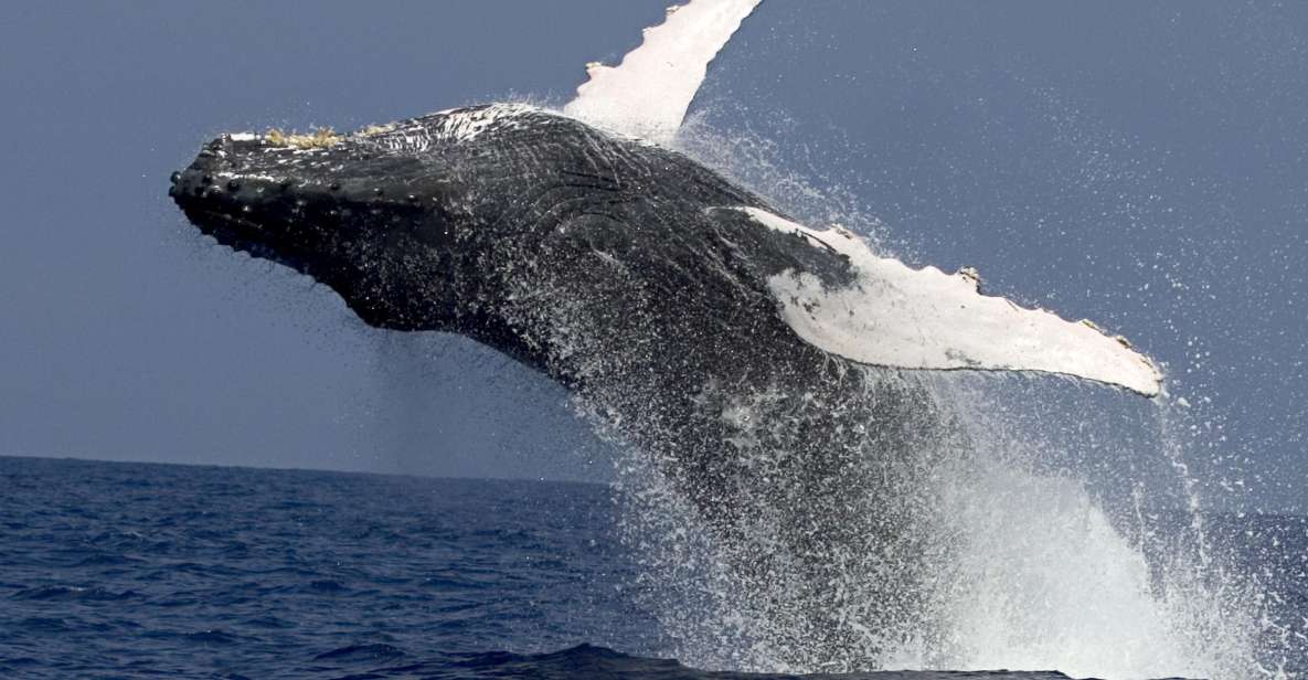 Kailua Kona: Humpback Whale Watching Adventure Cruise - Common questions