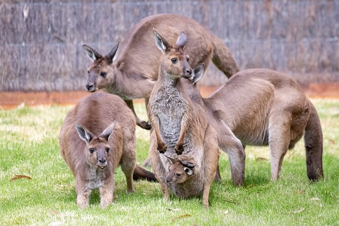 Kangaroo Experience at Healesville Sanctuary - Excl. Entry - Tour Group Size and Operator