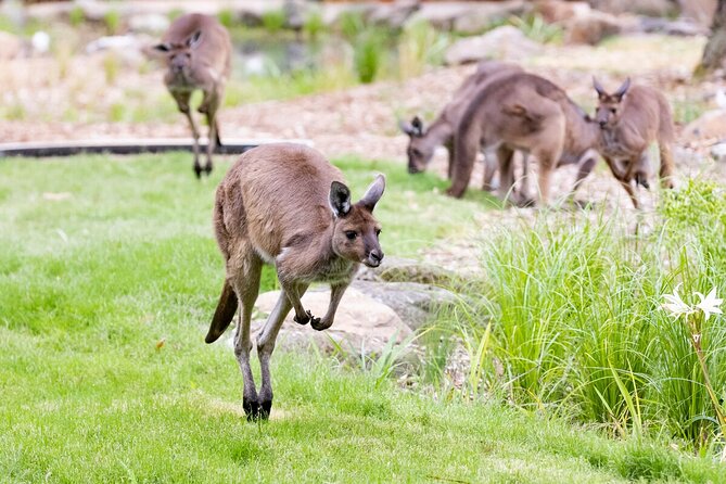 Kangaroo Experience at Melbourne Zoo - Excl. Entry - Common questions