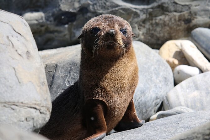 Kangaroo Island Iconic Sights and Wildlife Full-Day Tour - Additional Support and Resources