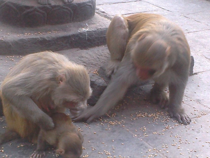 Kathmandu: Monkey Temple and Chandragiri Cable Car Ride Tour - Last Words