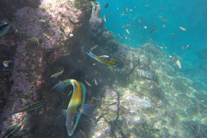 Kayak and Snorkeling Tour in Underwater Nature Reserve Garajau - Feedback and Concerns