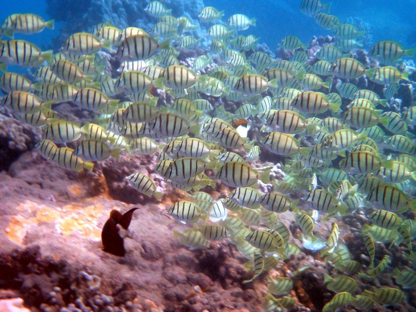 Kayaking and Snorkeling at Turtle Reef - Participant Selection Process