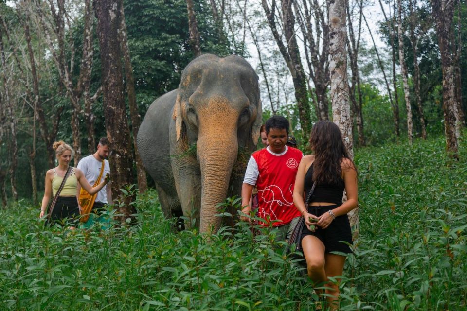 Khao Lak: Guided Walk & Feed Elephant Experience With Pickup - Customer Reviews