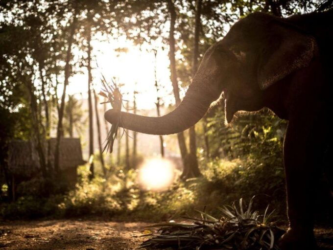 Khao Lak: Unique Dusk Ethical Elephant Sanctuary Experience - Last Words