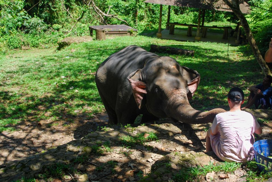 Khao Sok: Ethical Elephant Sanctuary Experience - Inclusions