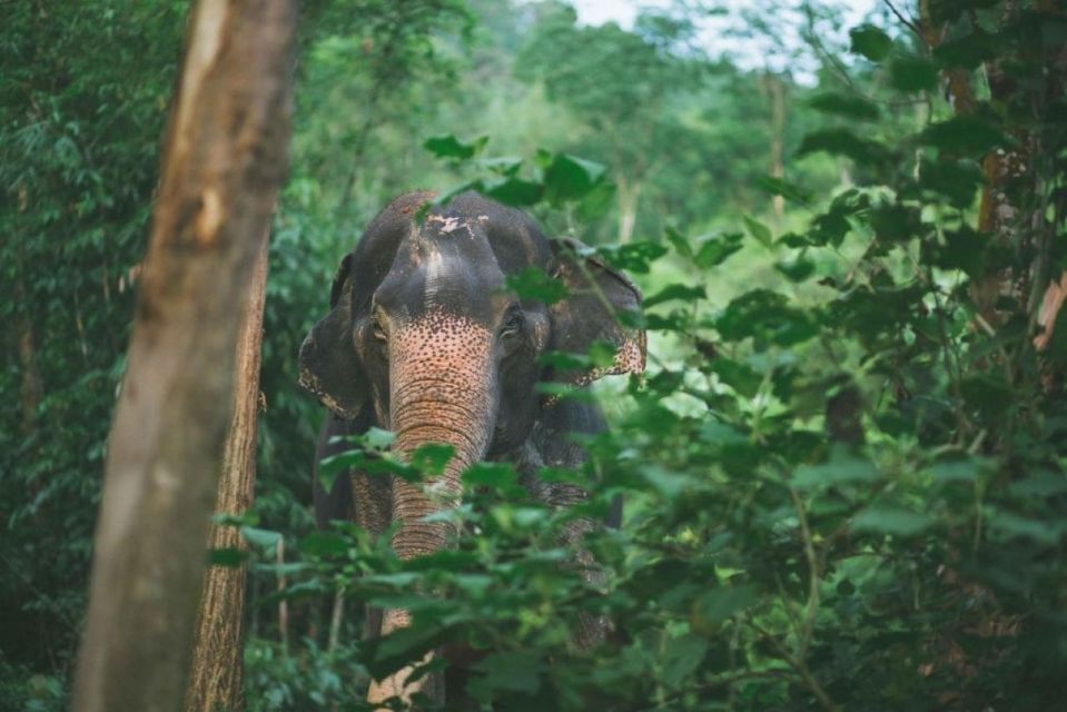 Khao Sok: Unique Dawn Ethical Elephant Sanctuary Experience - Engaging With Elephants Ethically