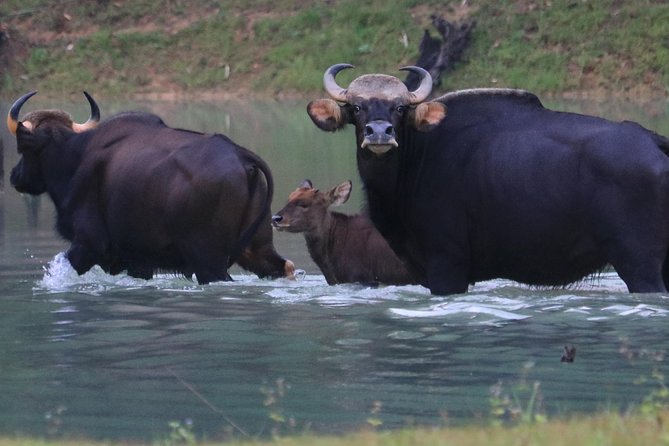 Khao Sok Wildlife 2 Days - Cancellation Policy