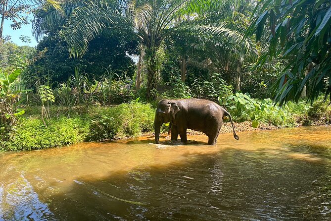 Khaolak Elephant Sanctuary, Cooking Class and Waterfall Tour - Traveler Reviews and Ratings