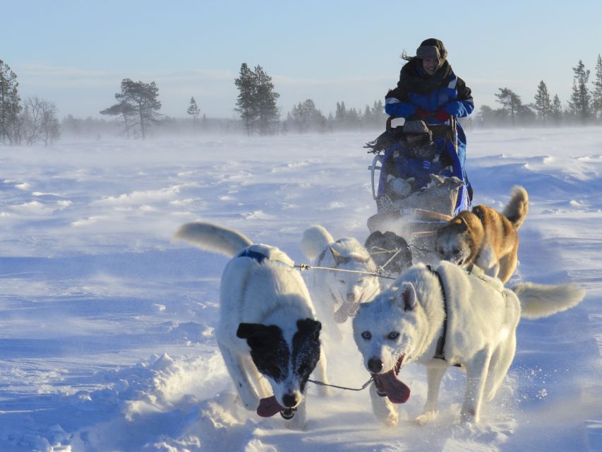 Kiruna: Self-drive Husky Morning Tour - Key Points