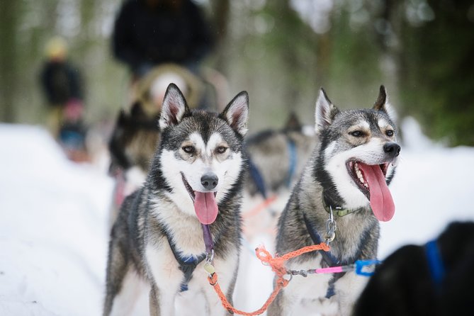 Kiruna, Swedish Lapland: Private Dog Sledding With Lunch (Apr ) - Traveler Experience Highlights