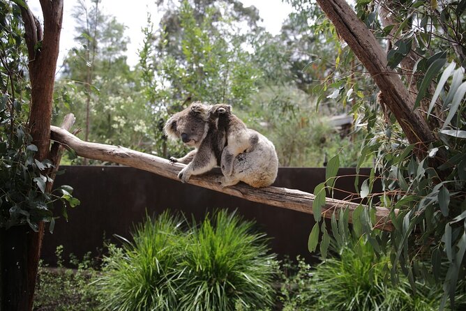 Koala Experience at Healesville Sanctuary - Excl. Entry - Last Words