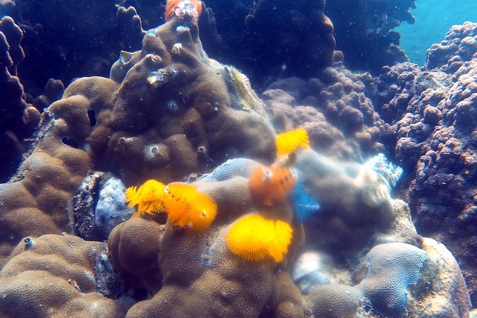 Koh Rang National Park Scuba Diving Small-Group 2 Dives  - Gulf of Thailand - Reviews & Ratings