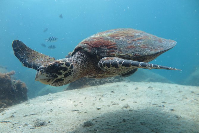 Koh Tao 2-Dive Day Trip From Koh Samui for Certified Divers - Departure Information