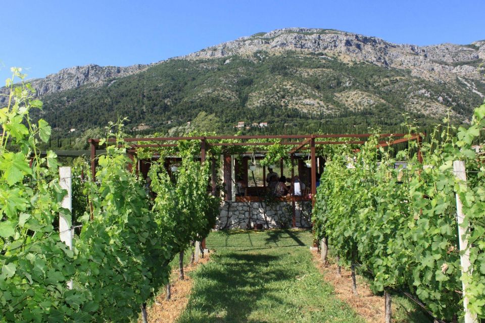 Konavle Wine Tasting Tour From Dubrovnik With 2 Vinery's - Booking Information