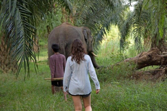 Krabi: Unique Dusk Ethical Elephant Sanctuary Experience - Activities Included