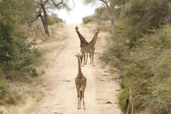 Kruger National Park Afternoon Private Safari - Customer Reviews and Ratings