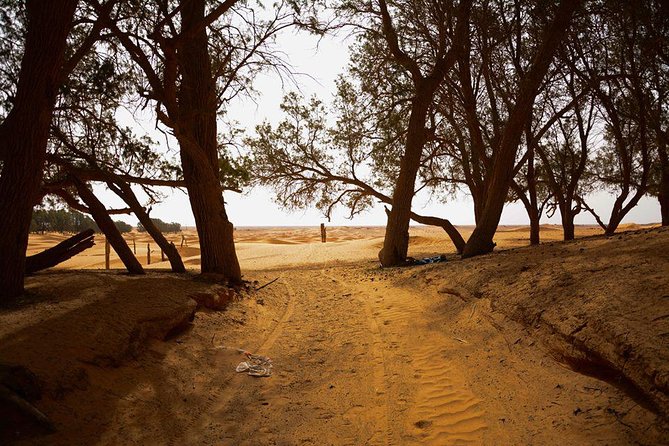 Ksar Ghilane 1 Day: the Hot Spring and the Homestay - Lunch and Local Homestay Experience