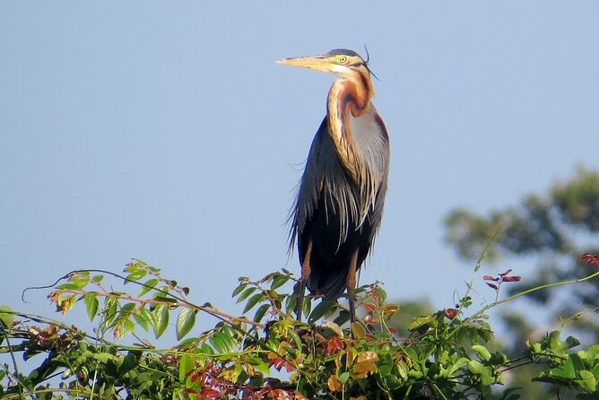 Kumana National Park Safari From Arugam Bay - Meeting and Pickup Details