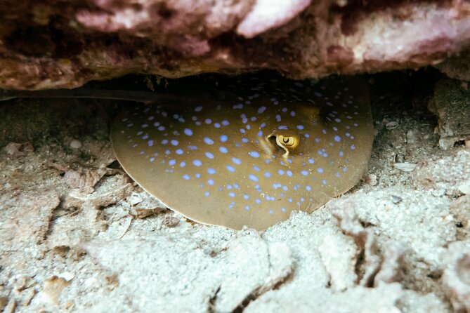 La Bombona Diving Koh Tao Try Dive - Instructor Qualifications and Training