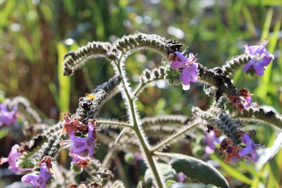 La Crucecita: Hiking and Snorkeling/ Drinks and Fruits - Inclusions