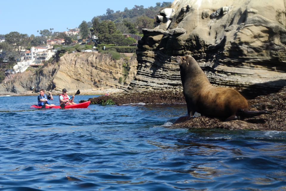 La Jolla: 2-Hour Kayak Tour of the 7 Caves - Experience Itinerary Details
