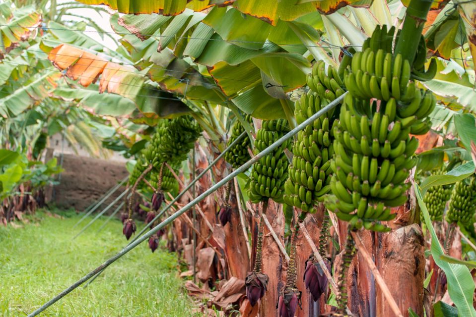 La Orotava: Ecological Banana Plantation Guided Tour - Detailed Experience Description