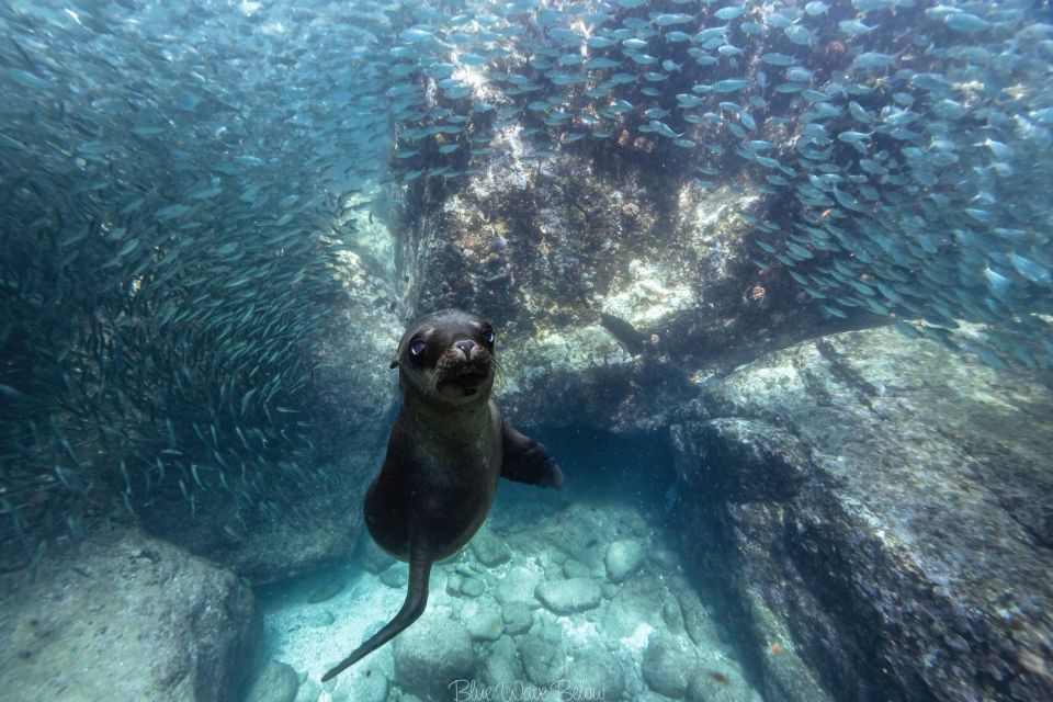 La Paz: Dive With Sea Lions - Swim With Baby Sea Lions