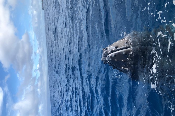 Lahaina Small-Vessel Whale-Watching Experience (Mar ) - Whale Watching Experience