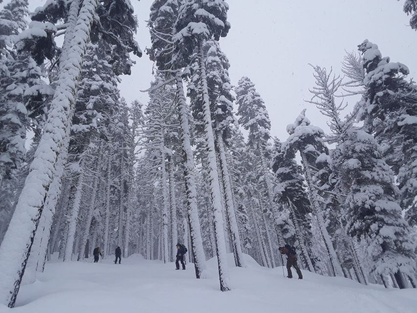 Lake Tahoe: Snowshoeing Guided Tour - Common questions