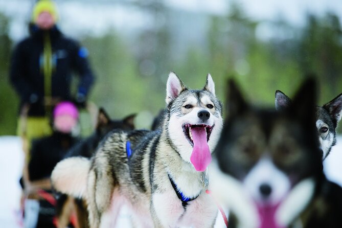 Lapland Reindeer and Husky Safari From Levi - Distinct Experiences With Huskies and Reindeers