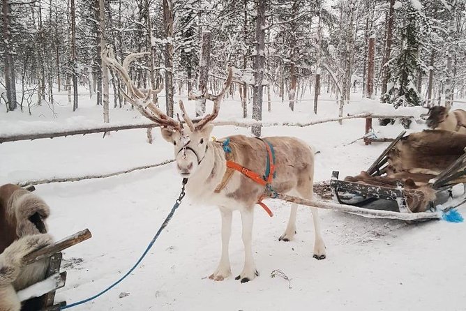 Lapland Reindeer Safari From Levi - Booking and Contact Information