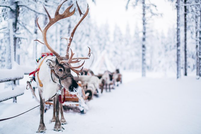 Lapland Reindeer Safari From Rovaniemi - Last Words