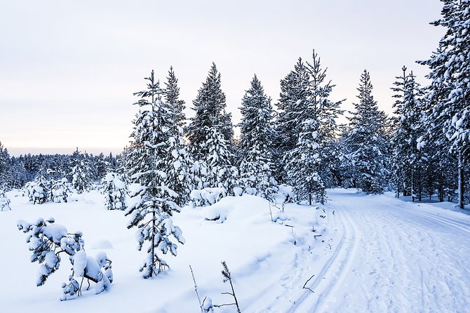 Lapland Snowmobiling Small-Group Experience  - Rovaniemi - Expert Guides and Local Insights