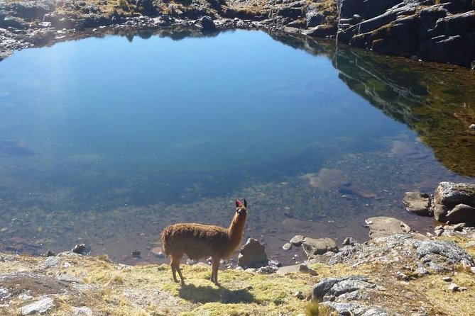 Lares Trek to Machu Picchu (4 Days) - Cuisine Highlights