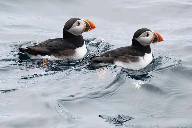 Late Season Puffin & Scenic Coastal Cruise - Reviews and Booking Information
