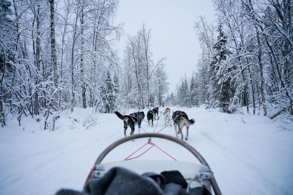 Levi Polar Lights Tours: Arctic Circle Guided Husky Tour - Transportation Details