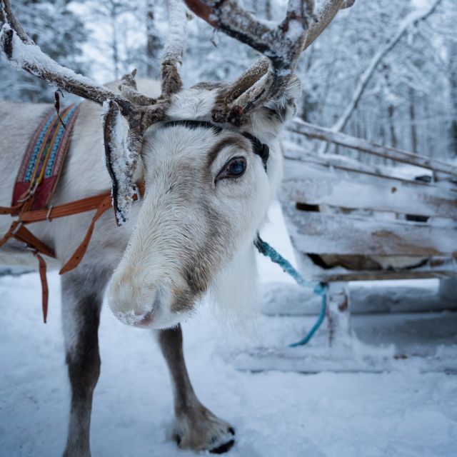 Levi Polar Lights Tours: Reindeer and Husky Safari - Additional Information