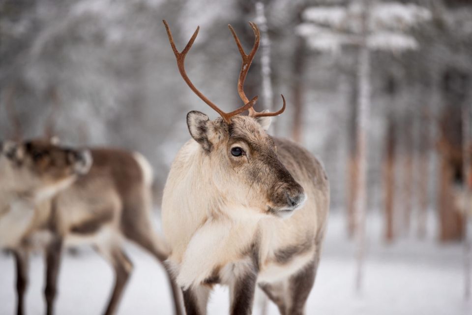 Levi: Traditional Reindeer Husbandry Experience - Participant Information