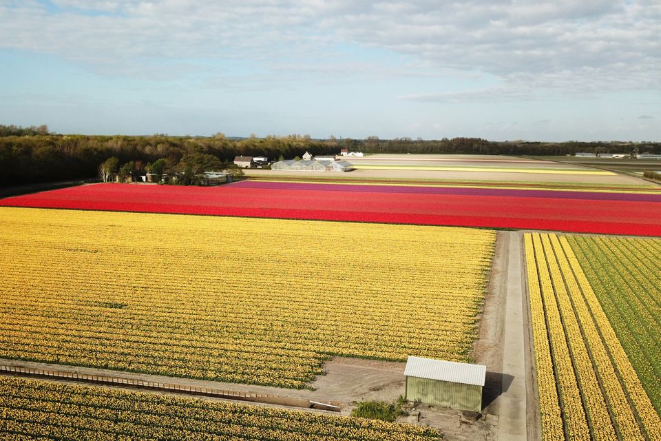 Lisse: Self-guided Tulip Fields GPS Audio Tour - Kids Treasure Hunt