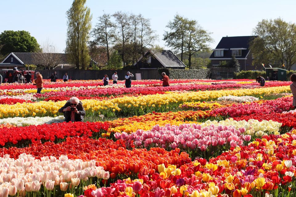 Lisse: Tulip Experience Ticket With Museum & Flower Picking - Customer Reviews