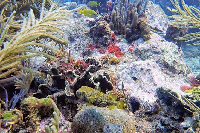 Local Reef Dives for Certified Divers - Cancellation Policy