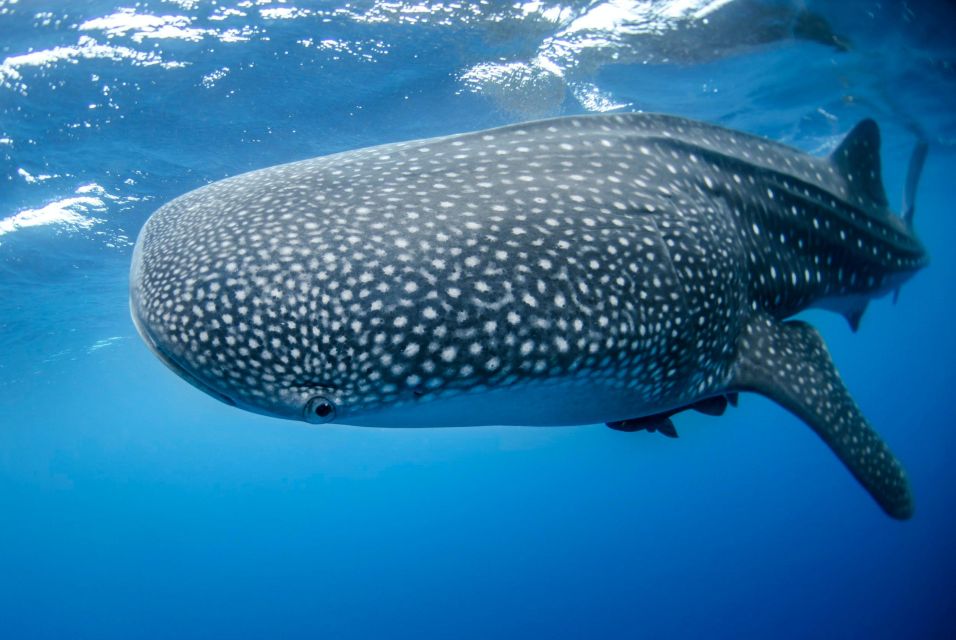 Los Cabos: Swim With Whale Sharks Snorkeling Adventure - Tour Information